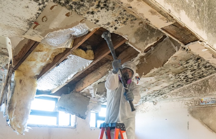 Mold Remediation